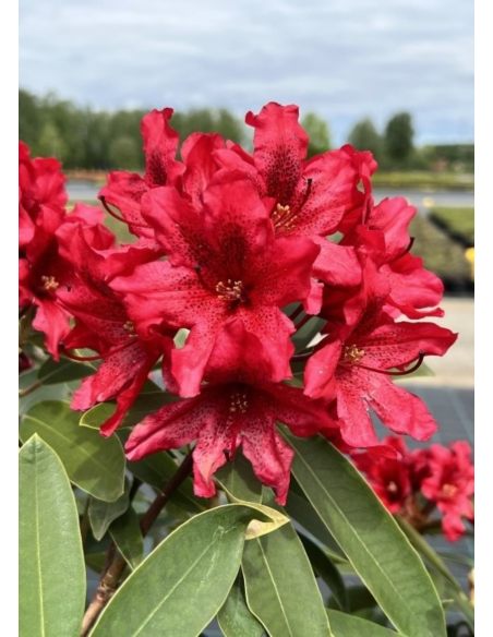'Taragona' - różanecznik wielkokwiatowy
Rhododendron hybridum 'Taragona' 'Taragona' - różanecznik wielkokwiatowy
Rhododendron hybridum 'Taragona'