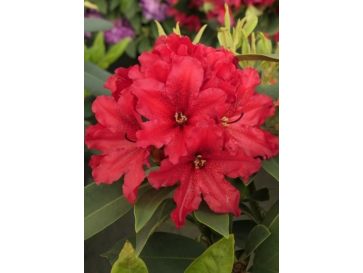'Taragona' - różanecznik wielkokwiatowy
Rhododendron hybridum 'Taragona'