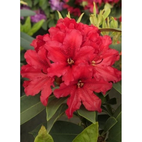 'Taragona' - różanecznik wielkokwiatowy
Rhododendron hybridum 'Taragona'
