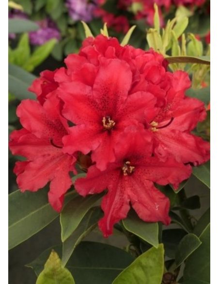 'Taragona' - różanecznik wielkokwiatowy
Rhododendron hybridum 'Taragona' 'Taragona' - różanecznik wielkokwiatowy
Rhododendron hybridum 'Taragona'