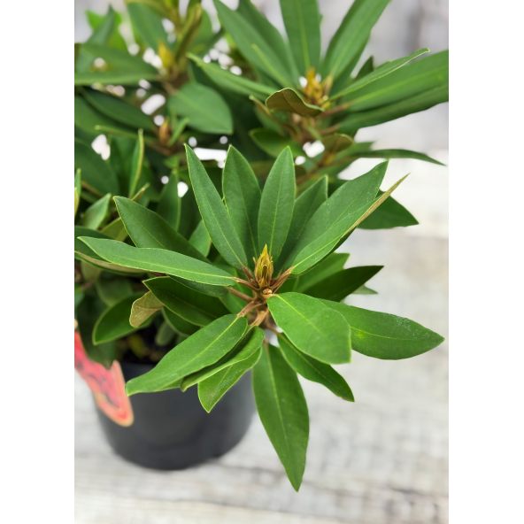 'Taragona' - różanecznik wielkokwiatowy
Rhododendron hybridum 'Taragona'
