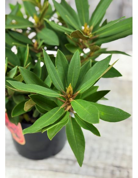 'Taragona' - różanecznik wielkokwiatowy
Rhododendron hybridum 'Taragona' 'Taragona' - różanecznik wielkokwiatowy
Rhododendron hybridum 'Taragona'