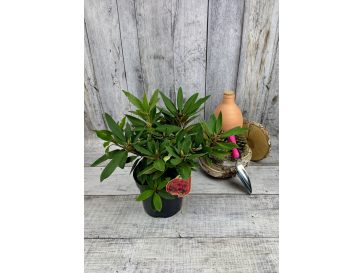 'Taragona' - różanecznik wielkokwiatowy
Rhododendron hybridum 'Taragona' 2