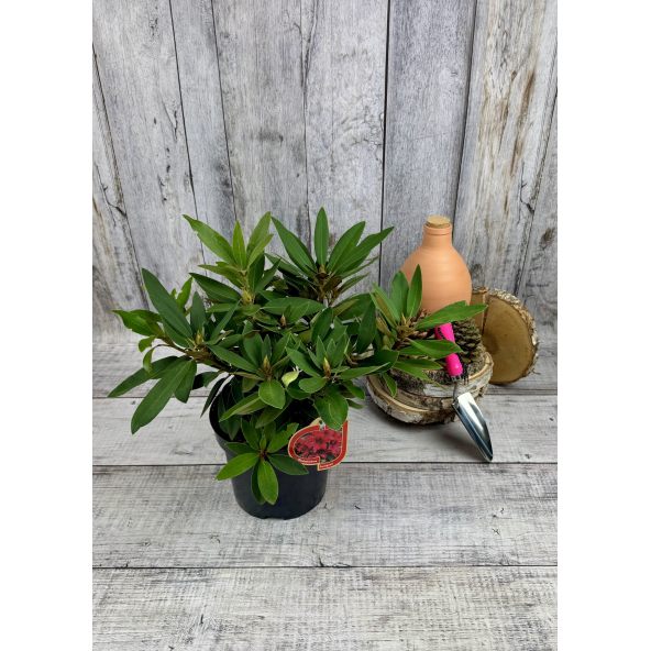 'Taragona' - różanecznik wielkokwiatowy
Rhododendron hybridum 'Taragona'