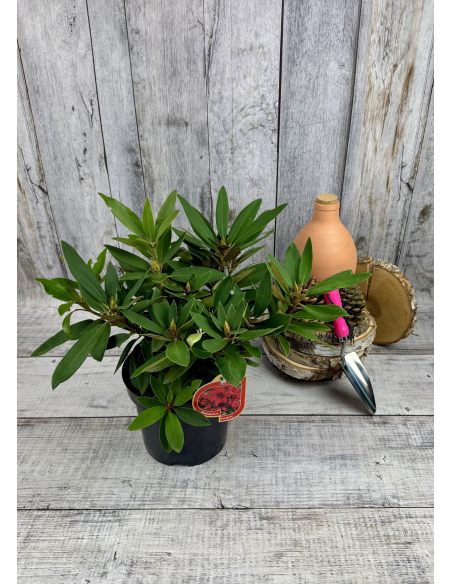 'Taragona' - różanecznik wielkokwiatowy
Rhododendron hybridum 'Taragona' 'Taragona' - różanecznik wielkokwiatowy
Rhododendron hybridum 'Taragona'