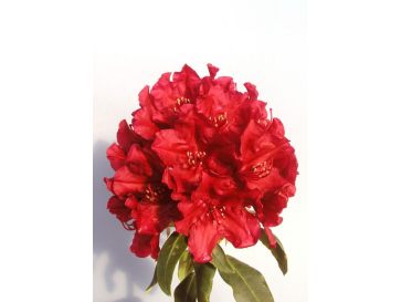 Różanecznik Torero