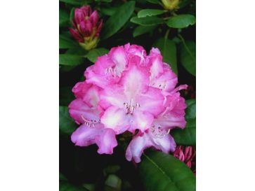 'Blurettia' - różanecznik jakuszimański
Rhododendron yakushimanum 'Blurettia'