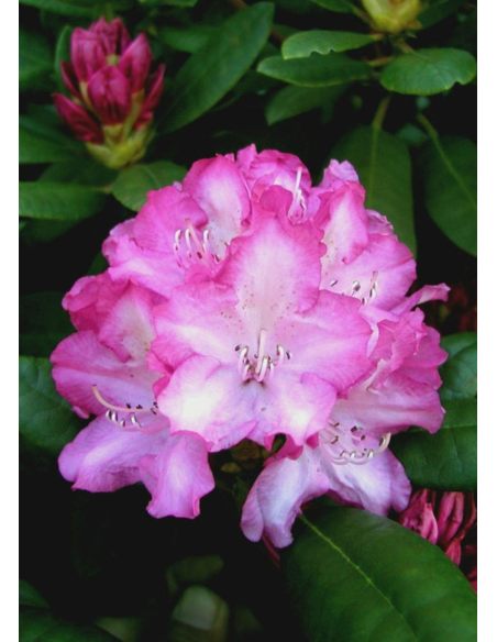 'Blurettia' - różanecznik jakuszimański
Rhododendron yakushimanum 'Blurettia'