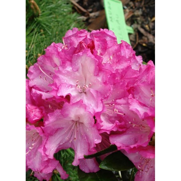 'Blurettia' - różanecznik jakuszimański
Rhododendron yakushimanum 'Blurettia'