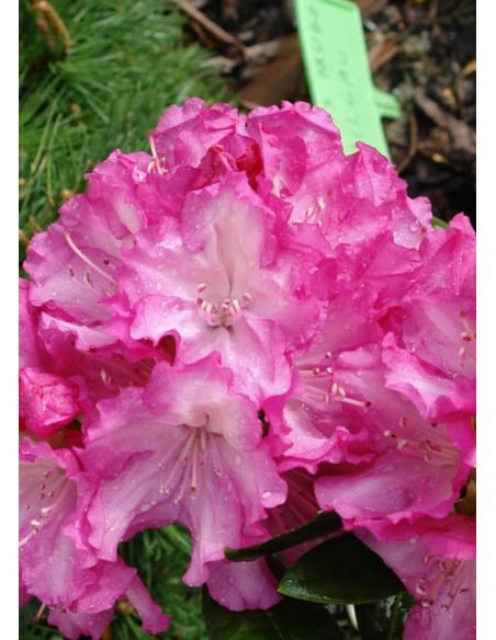 'Blurettia' - różanecznik jakuszimański
Rhododendron yakushimanum 'Blurettia'