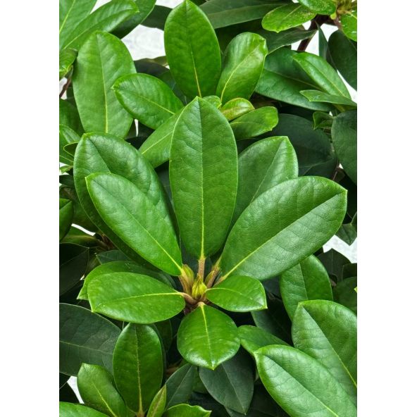 'Blurettia' - różanecznik jakuszimański
Rhododendron yakushimanum 'Blurettia'