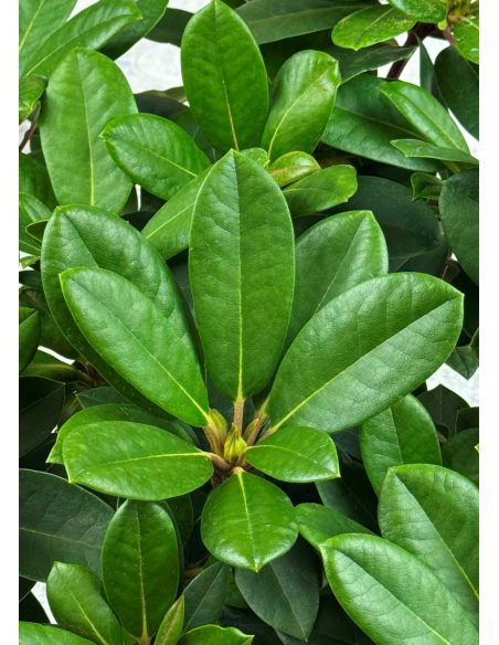 'Blurettia' - różanecznik jakuszimański
Rhododendron yakushimanum 'Blurettia'