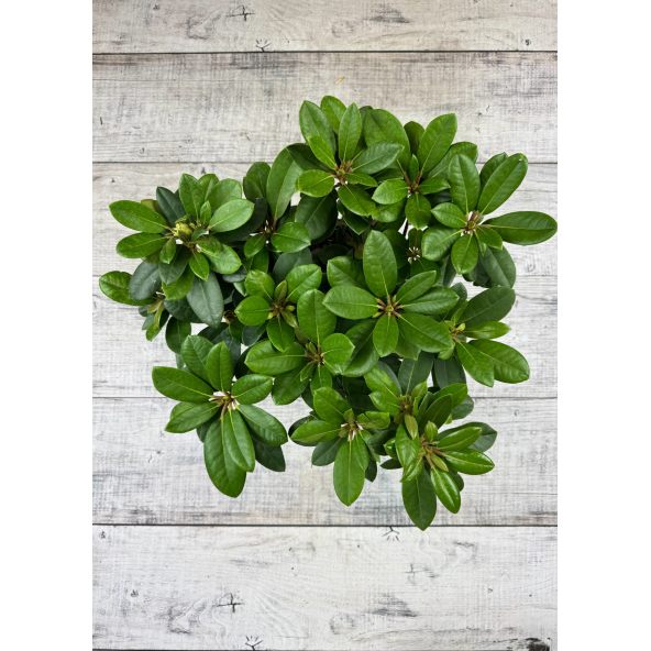 'Blurettia' - różanecznik jakuszimański
Rhododendron yakushimanum 'Blurettia'