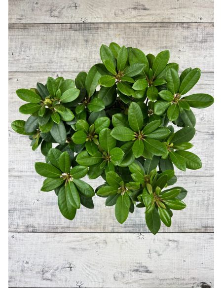 'Blurettia' - różanecznik jakuszimański
Rhododendron yakushimanum 'Blurettia'