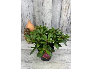 'Blurettia' - różanecznik jakuszimański
Rhododendron yakushimanum 'Blurettia' 2