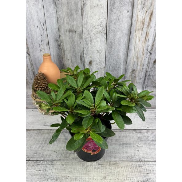 'Blurettia' - różanecznik jakuszimański
Rhododendron yakushimanum 'Blurettia'