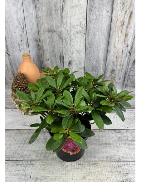 'Blurettia' - różanecznik jakuszimański
Rhododendron yakushimanum 'Blurettia'