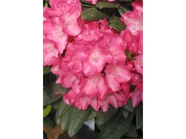 'Fantastica' - różanecznik jakuszimański
Rhododendron yakushimanum 'Fantastica'