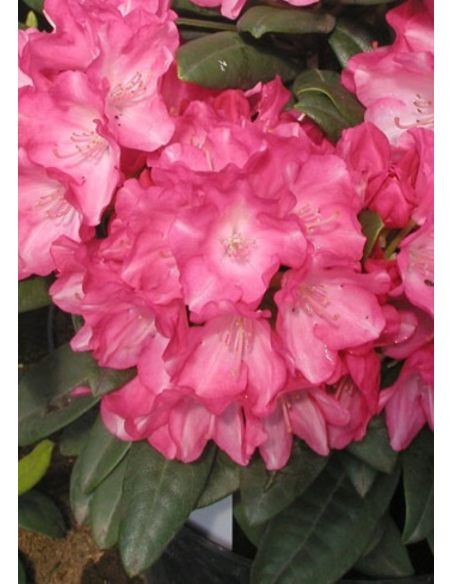 'Fantastica' - różanecznik jakuszimański
Rhododendron yakushimanum 'Fantastica'