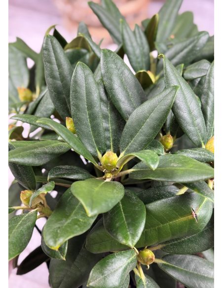 'Fantastica' - różanecznik jakuszimański
Rhododendron yakushimanum 'Fantastica'