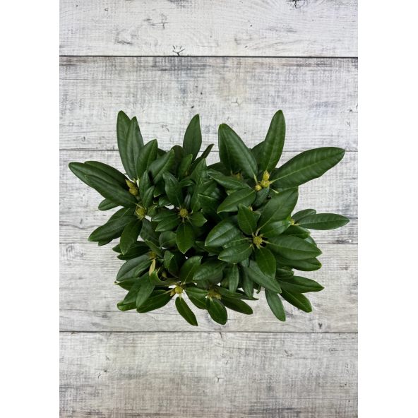 'Fantastica' - różanecznik jakuszimański
Rhododendron yakushimanum 'Fantastica'