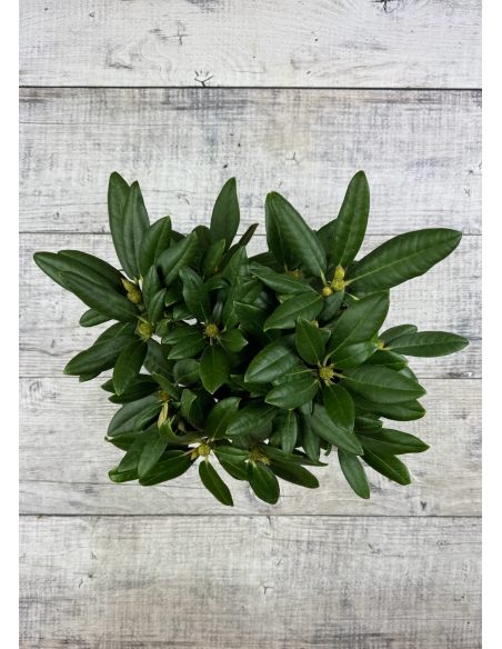 'Fantastica' - różanecznik jakuszimański
Rhododendron yakushimanum 'Fantastica'