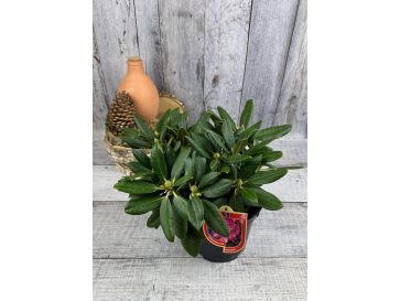 'Fantastica' - różanecznik jakuszimański
Rhododendron yakushimanum 'Fantastica' 2