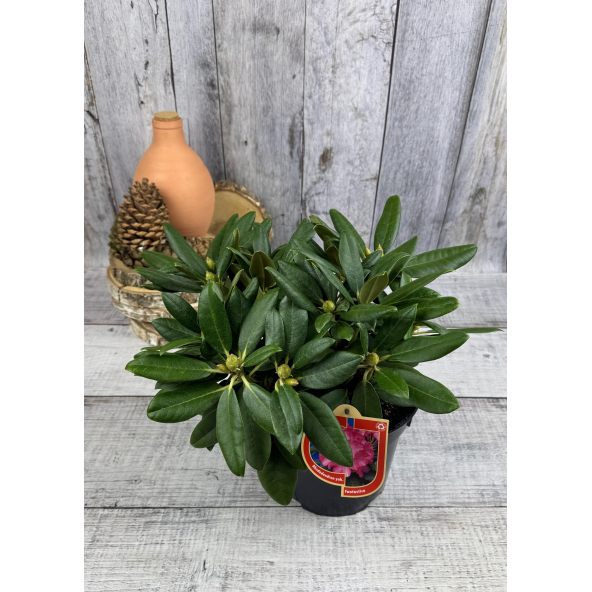 'Fantastica' - różanecznik jakuszimański
Rhododendron yakushimanum 'Fantastica'