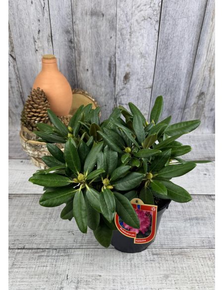 'Fantastica' - różanecznik jakuszimański
Rhododendron yakushimanum 'Fantastica'