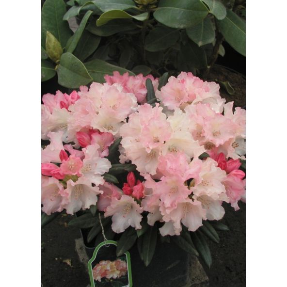 'Loreley'- różanecznik jakuszimański
Rhododendron yakushimanum 'Loreley'