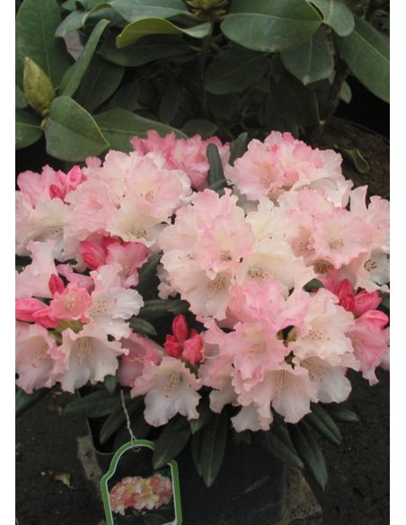 'Loreley'- różanecznik jakuszimański
Rhododendron yakushimanum 'Loreley'