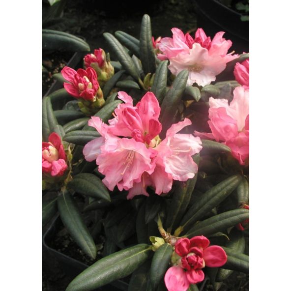 'Loreley'- różanecznik jakuszimański
Rhododendron yakushimanum 'Loreley'