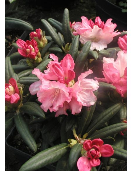 'Loreley'- różanecznik jakuszimański
Rhododendron yakushimanum 'Loreley'