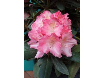 'Loreley'- różanecznik jakuszimański
Rhododendron yakushimanum 'Loreley'