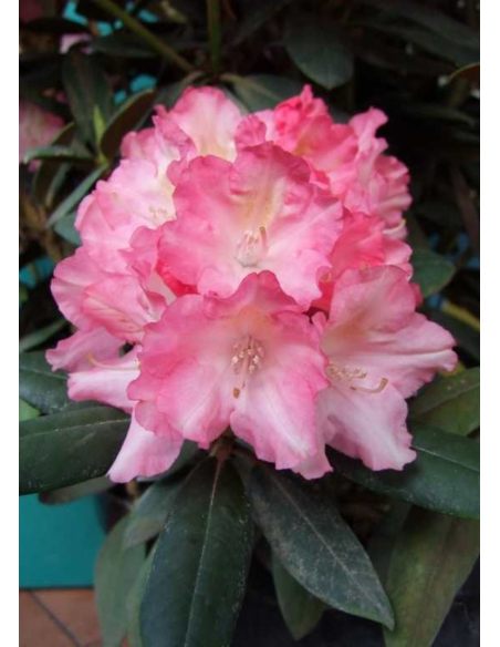 'Loreley'- różanecznik jakuszimański
Rhododendron yakushimanum 'Loreley'