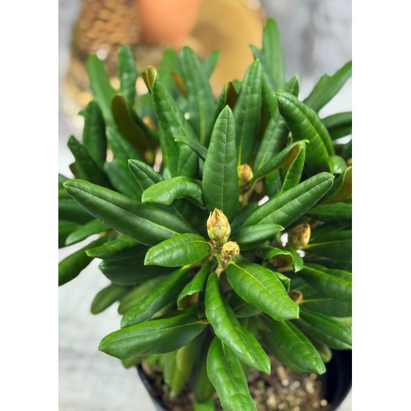 'Loreley'- różanecznik jakuszimański
Rhododendron yakushimanum 'Loreley'