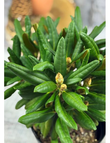 'Loreley'- różanecznik jakuszimański
Rhododendron yakushimanum 'Loreley'