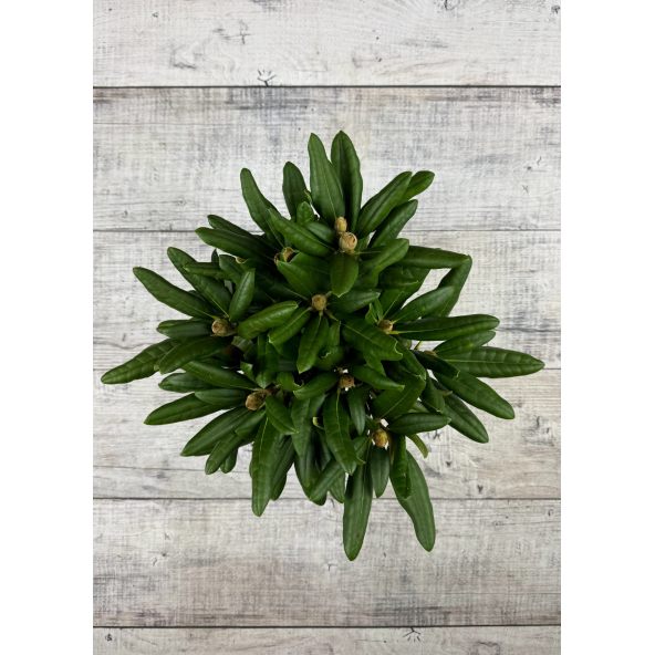 'Loreley'- różanecznik jakuszimański
Rhododendron yakushimanum 'Loreley'