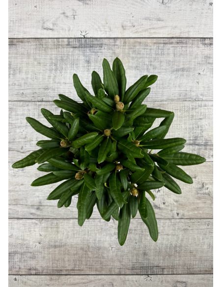 'Loreley'- różanecznik jakuszimański
Rhododendron yakushimanum 'Loreley'