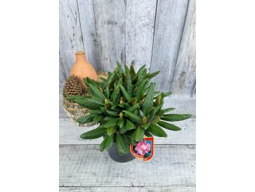 'Loreley'- różanecznik jakuszimański
Rhododendron yakushimanum 'Loreley' 2