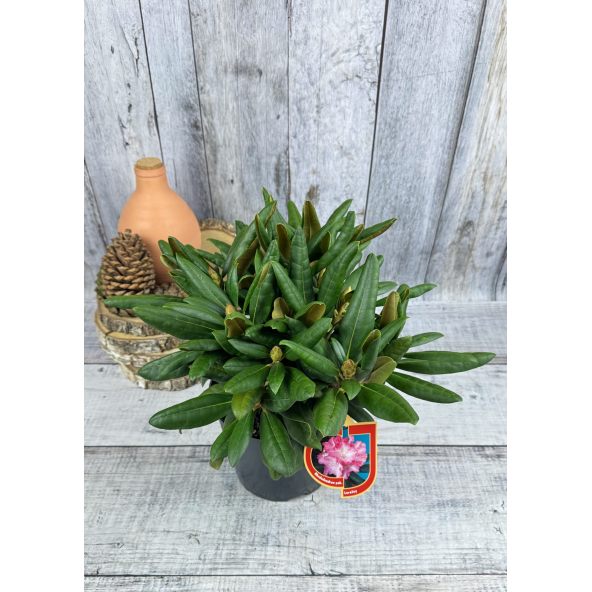 'Loreley'- różanecznik jakuszimański
Rhododendron yakushimanum 'Loreley'