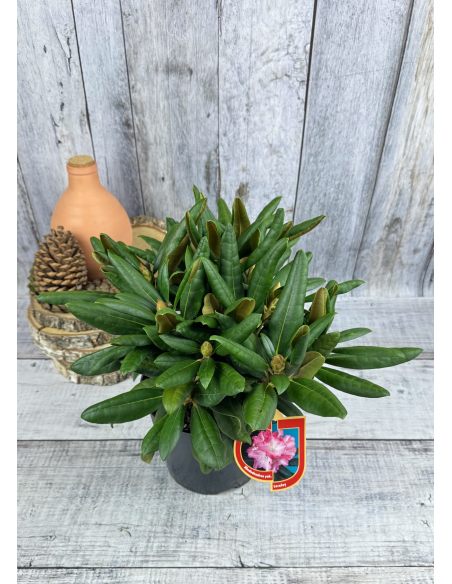 'Loreley'- różanecznik jakuszimański
Rhododendron yakushimanum 'Loreley'