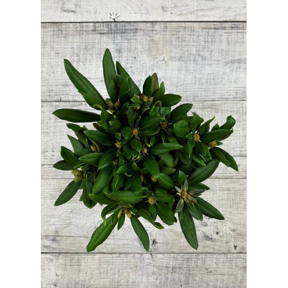 'Nicoletta' - różanecznik jakuszimański
Rhododendron yakushimanum 'Nicoletta'