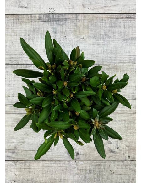 'Nicoletta' - różanecznik jakuszimański
Rhododendron yakushimanum 'Nicoletta'