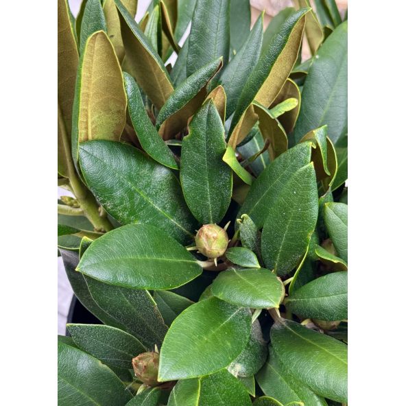 'Nicoletta' - różanecznik jakuszimański
Rhododendron yakushimanum 'Nicoletta'