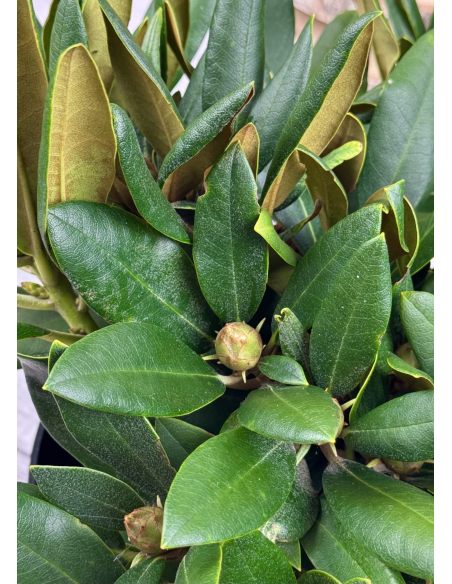 'Nicoletta' - różanecznik jakuszimański
Rhododendron yakushimanum 'Nicoletta'