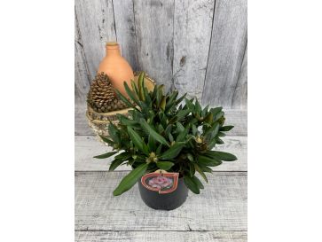 'Nicoletta' - różanecznik jakuszimański
Rhododendron yakushimanum 'Nicoletta' 2