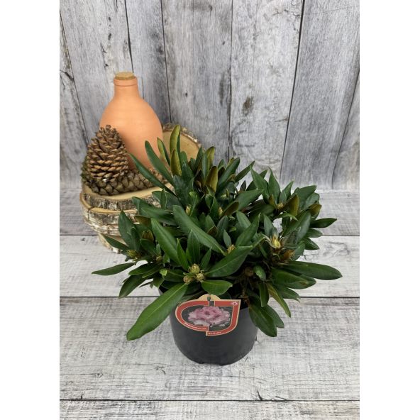 'Nicoletta' - różanecznik jakuszimański
Rhododendron yakushimanum 'Nicoletta'