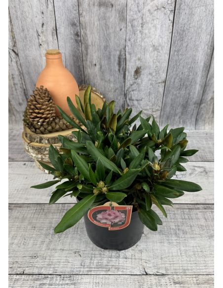 'Nicoletta' - różanecznik jakuszimański
Rhododendron yakushimanum 'Nicoletta'