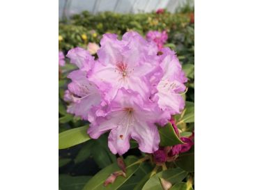 'Nicoletta' - różanecznik jakuszimański
Rhododendron yakushimanum 'Nicoletta'